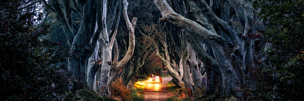 The Dark Hedges an der Causeway Coastal Route, Nordirland
