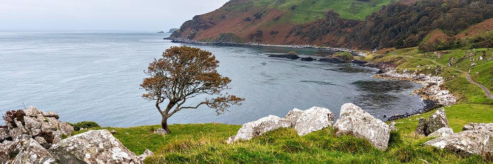 Einsamer Baum in der Murlough Bay an der Causeway Coastal Route, Nordirland