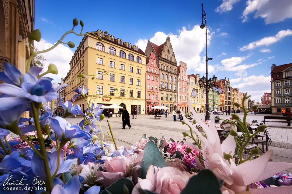 Blumen und bunte Hausfassaden auf dem Hauptplatz Rynek (Breslauer Ring) in Wrocław (Breslau), Polen