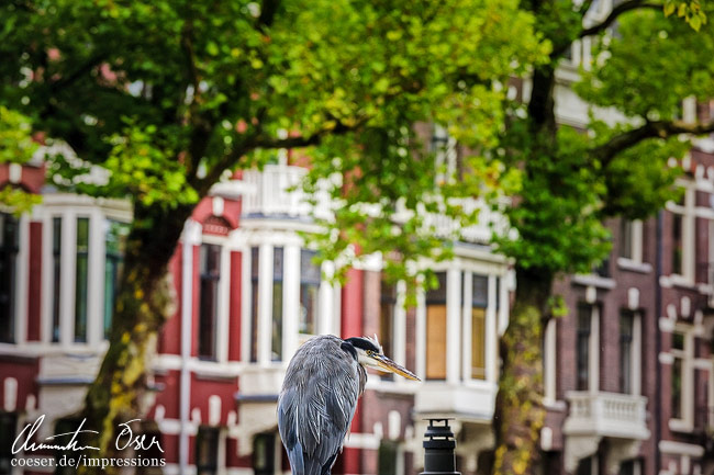 Ein Graureiher ruht sich vor typischen Gebäuden in der Singelgracht aus in Amsterdam, Niederlande.