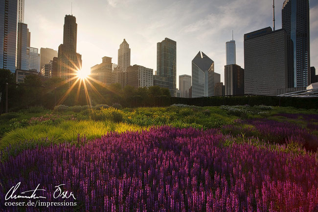 Letzte Sonnenstrahlen scheinen durch Wolkenkratzer auf den Millennium Park in Chicago, USA.