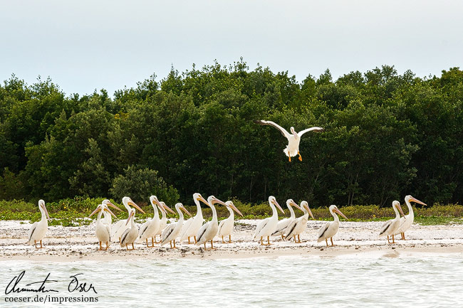 Ein weißer Pelikan landet zwischen seinen Artgenossen in Everglades, USA.