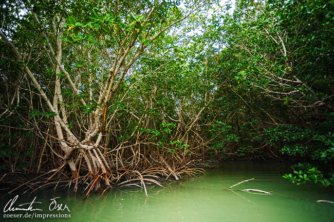 Mangrovenbäume in Everglades, USA.