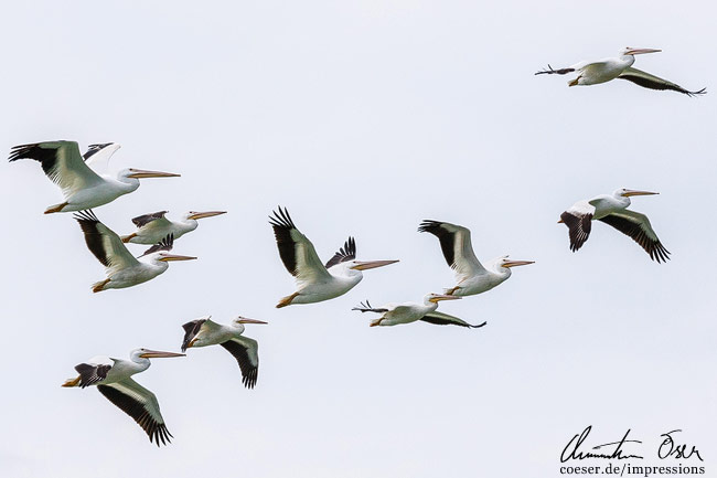 Eine Gruppe fliegender weißer Pelikane in Everglades, USA.