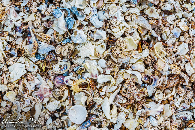 Nahaufnahme von Hunderten Muscheln auf einem Strand in Everglades, USA.