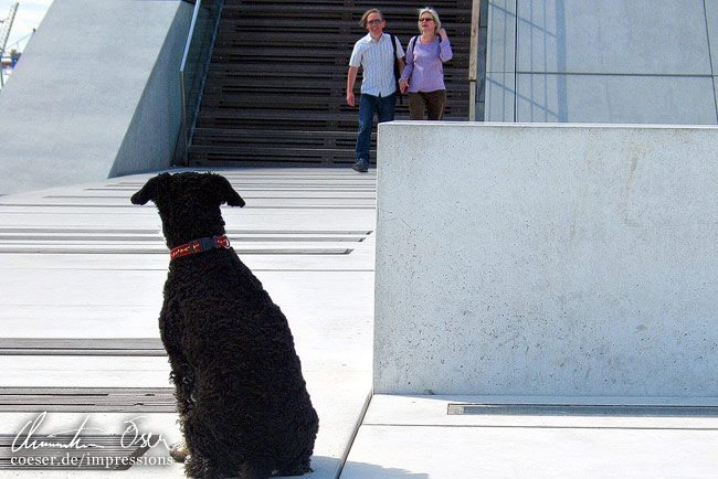 Ein Hund beobachtet Menschen vor dem Dockland Bürogebäude in Hamburg, Deutschland.