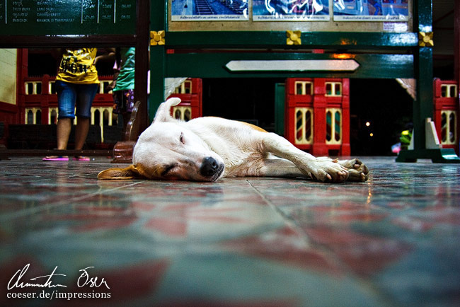 Ein Hund ruht sich in der Wartehalle des Bahnhofs aus in Hua Hin, Thailand.