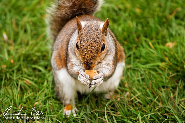 Ein Eichhörnchen isst im Saint James Park eine Nuss in London, Großbritannien.