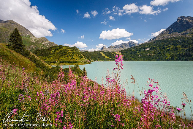 Schmalblättriges Weidenröschen vor dem Stausee Kops im Montafon, Vorarlberg, Österreich.