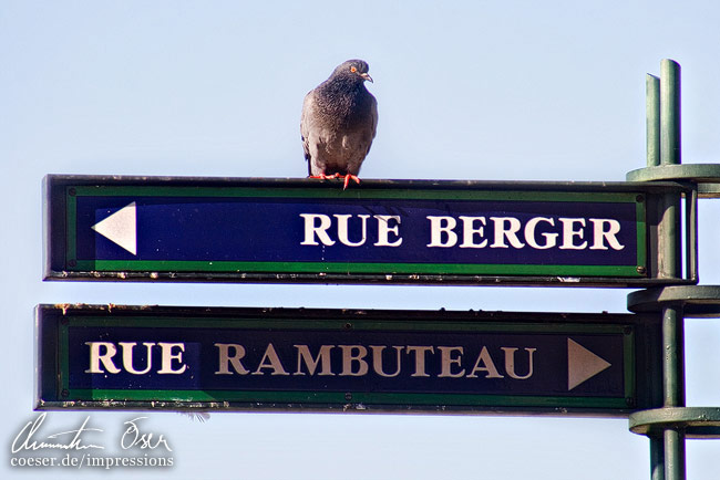 Eine Taube ruht sich auf einem Straßenschild aus in Paris, Frankreich.