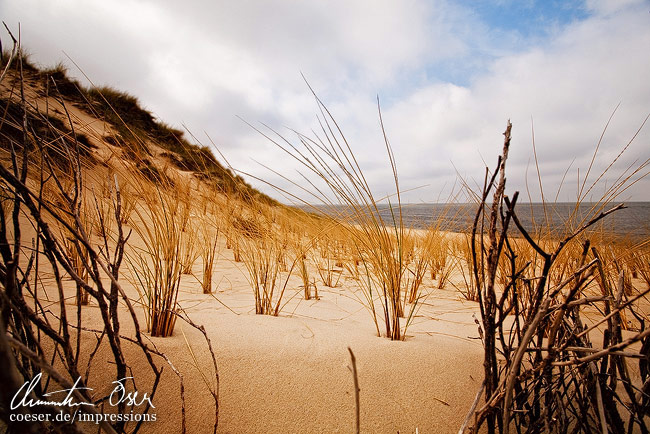 Pflanzen am Strand von List auf der Insel Sylt, Deutschland.