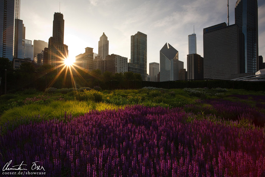 Sonnenuntergang vor Wolkenkratzern im Millennium Park in Chicago, USA.